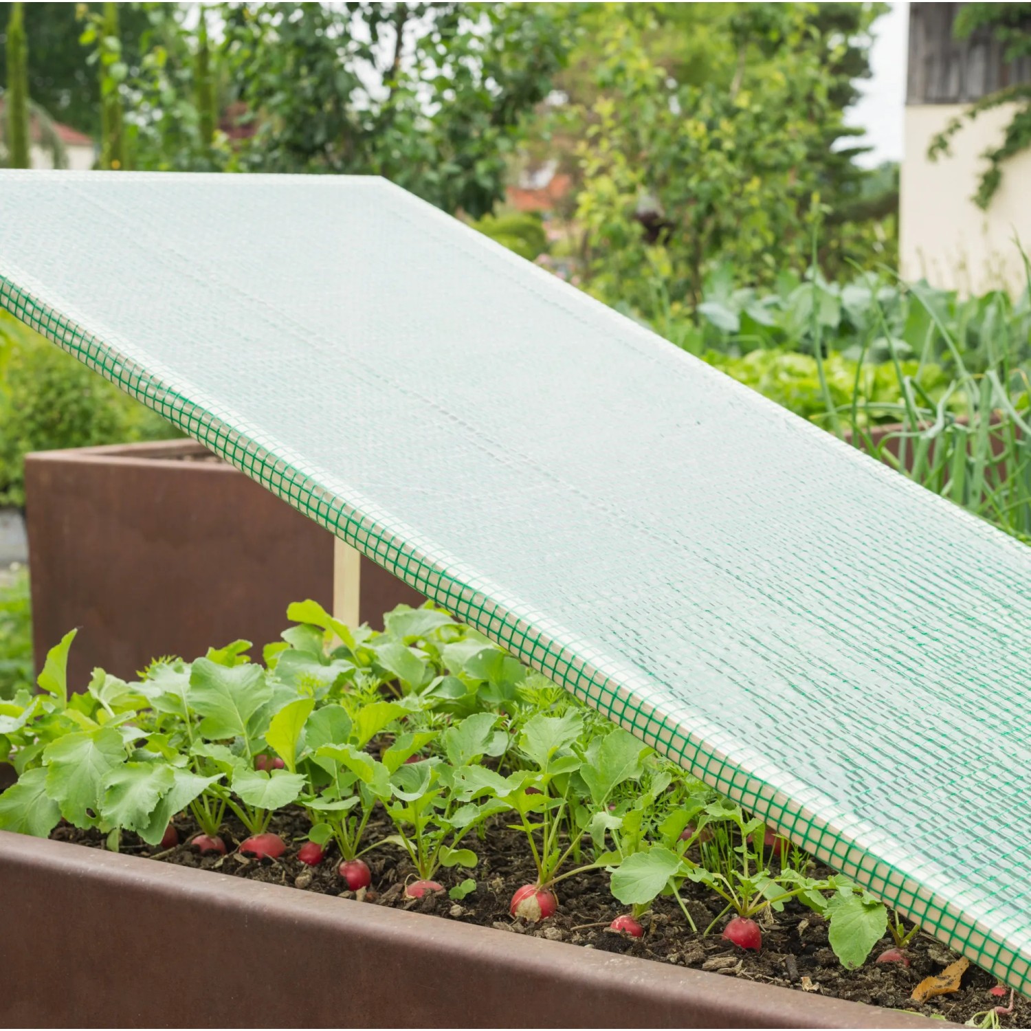 Windhager Gitterfolie Strong, 200x300cm, schützt Radieschen im Hochbeet vor Unkraut und Schädlingen.