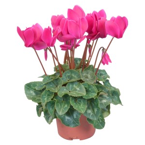 Alpenveilchen Midi Lila im braunen Topf, Zimmerpflanze mit pinken Blüten.