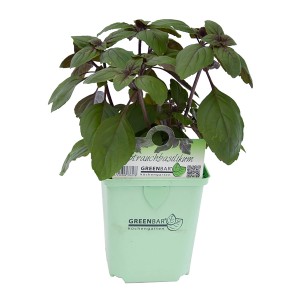 Strauchbasilikum Magic Blue im Topf, eine aromatische Küchenkräuter-Pflanze.