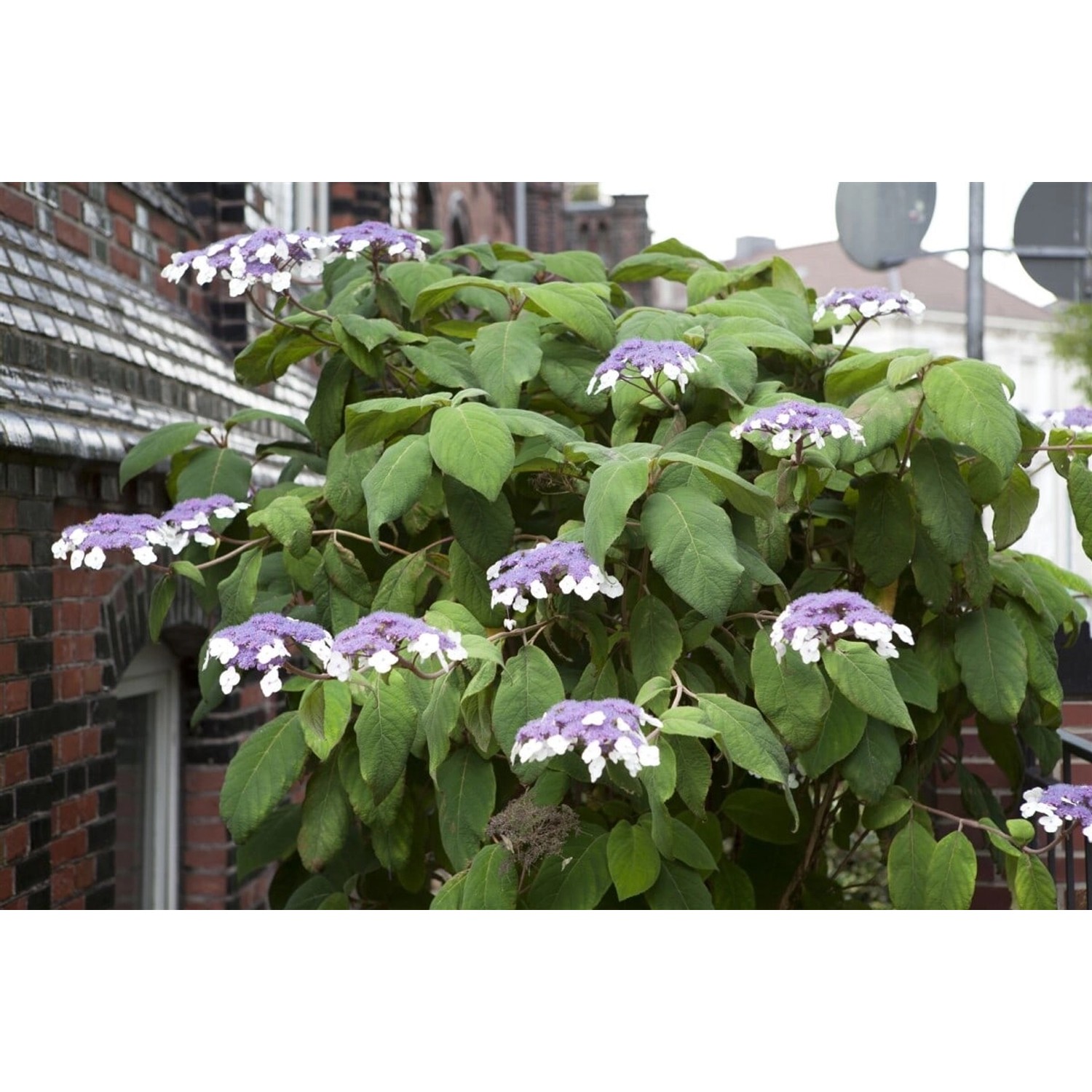Hydrangea Aspera Samthortensie 125-150 cm günstig online kaufen