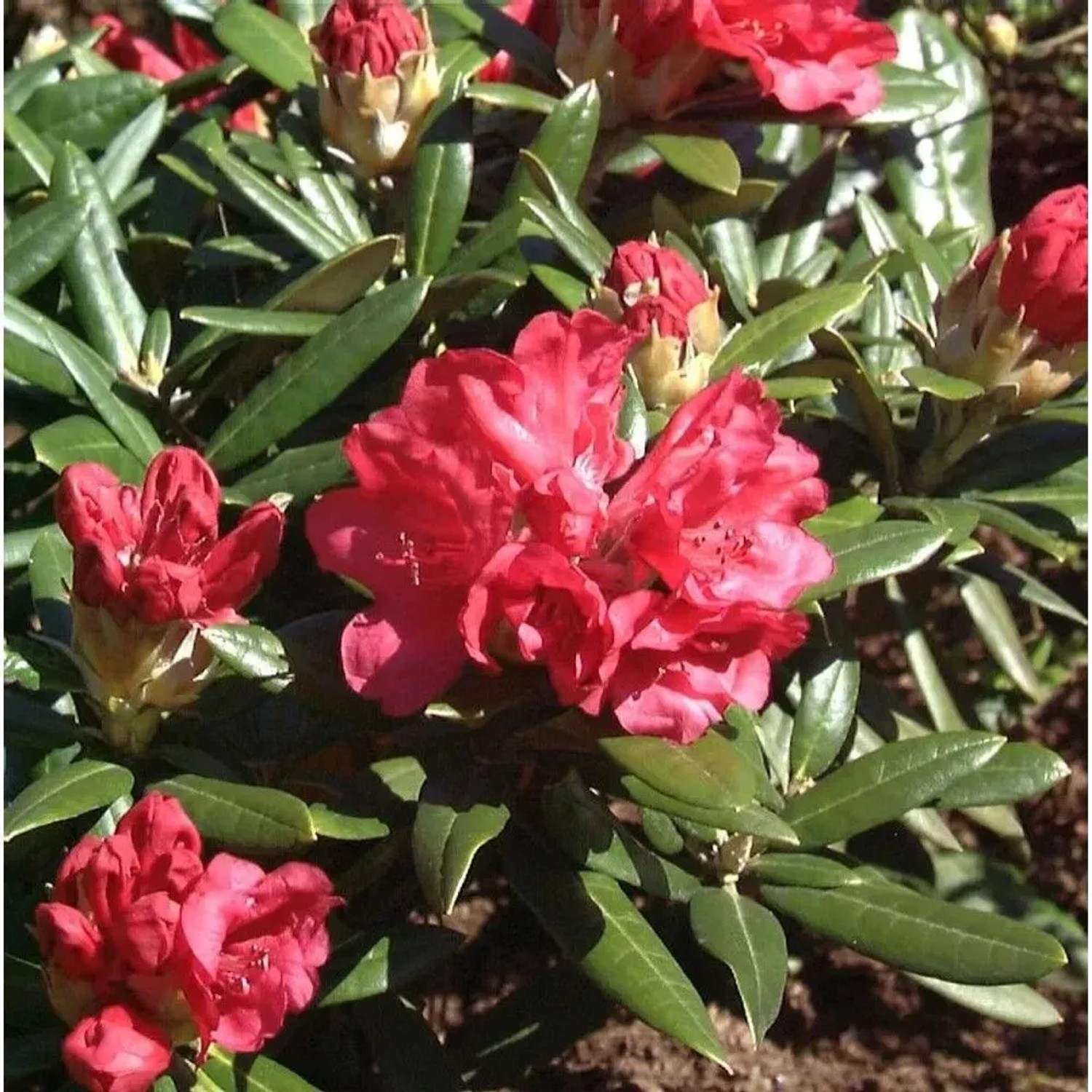 Rhododendron Bohlkens Roter Stern 40-50cm - Rhododendron williamsianum