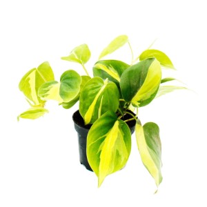 Zweifarbiger Philodendron Scandens 'Brasil' im 12cm Topf, eine attraktive, kletternde Grünpflanze.