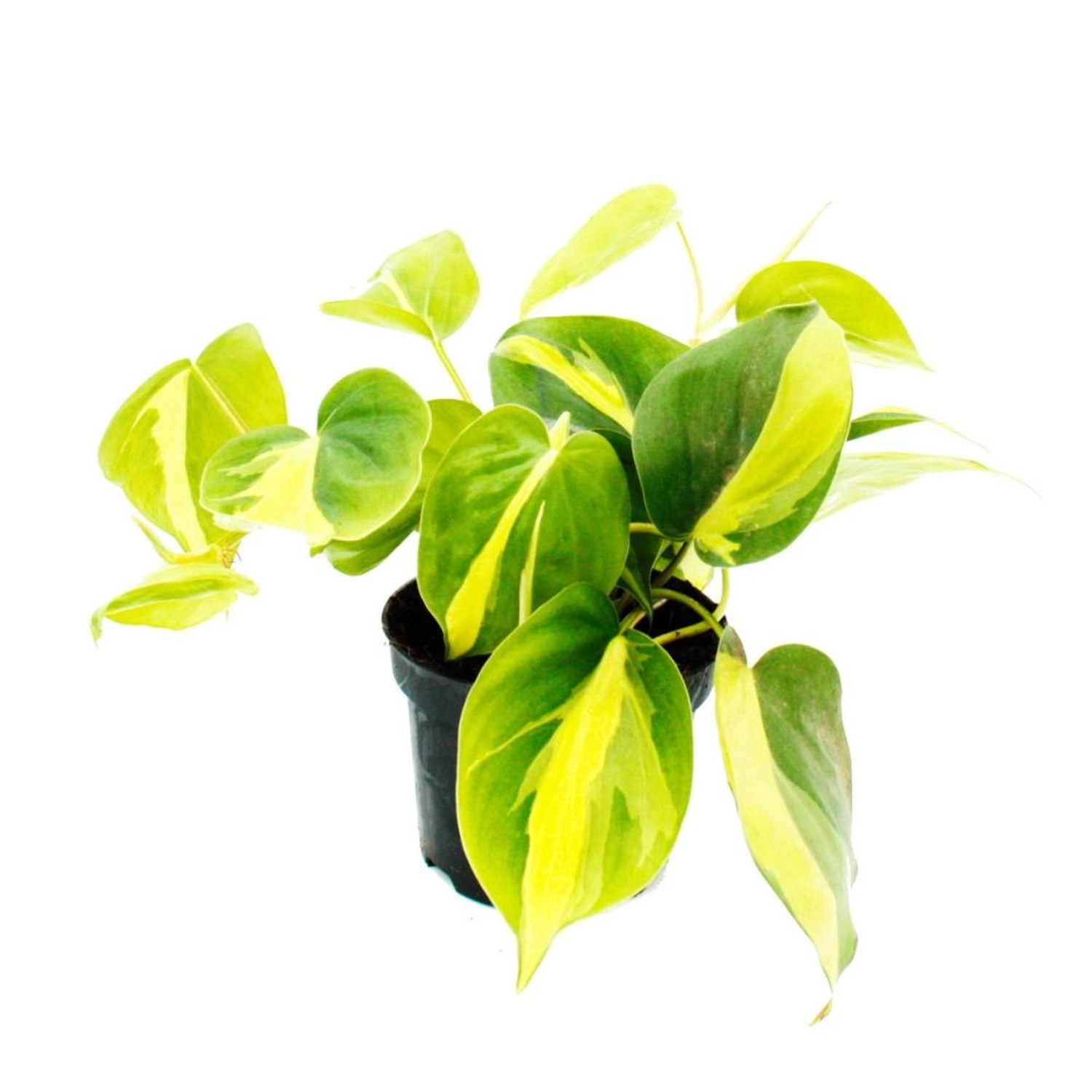 Exotenherz Philodendron Scandens Brasil Kletternder Baumfreund Zweifarbig 12cm Topf