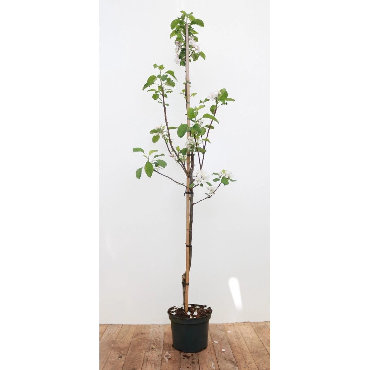 Malus Elstar Apfelbaum CAC 150-200 cm günstig online kaufen