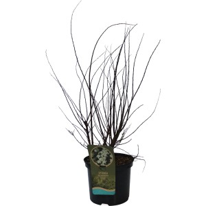 Strauchspiere Snowmound im 5 l Topf, ca. 60-80 cm hoch. Ideal für Blütenhecken.