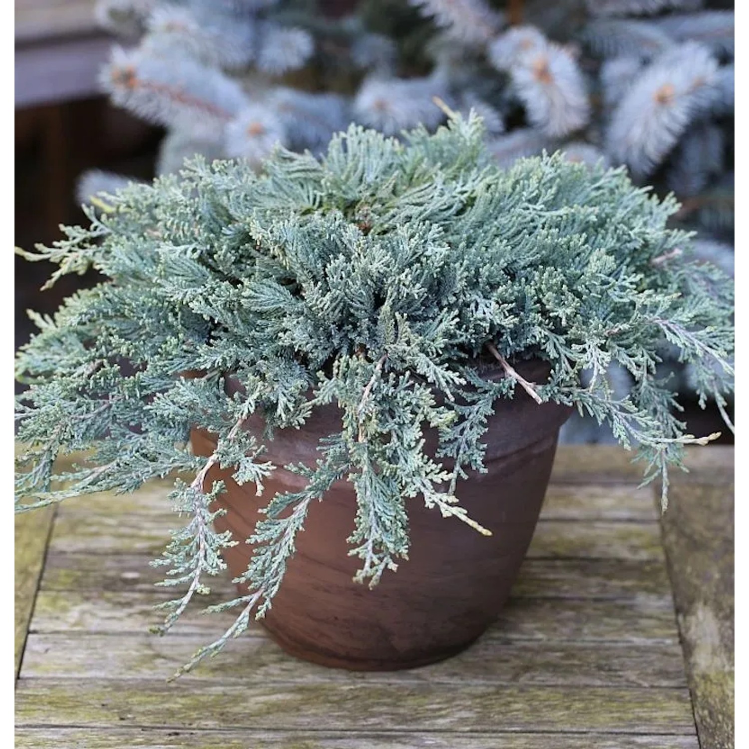 Blauer Kriechwacholder 30-40cm - Juniperus horizontalis