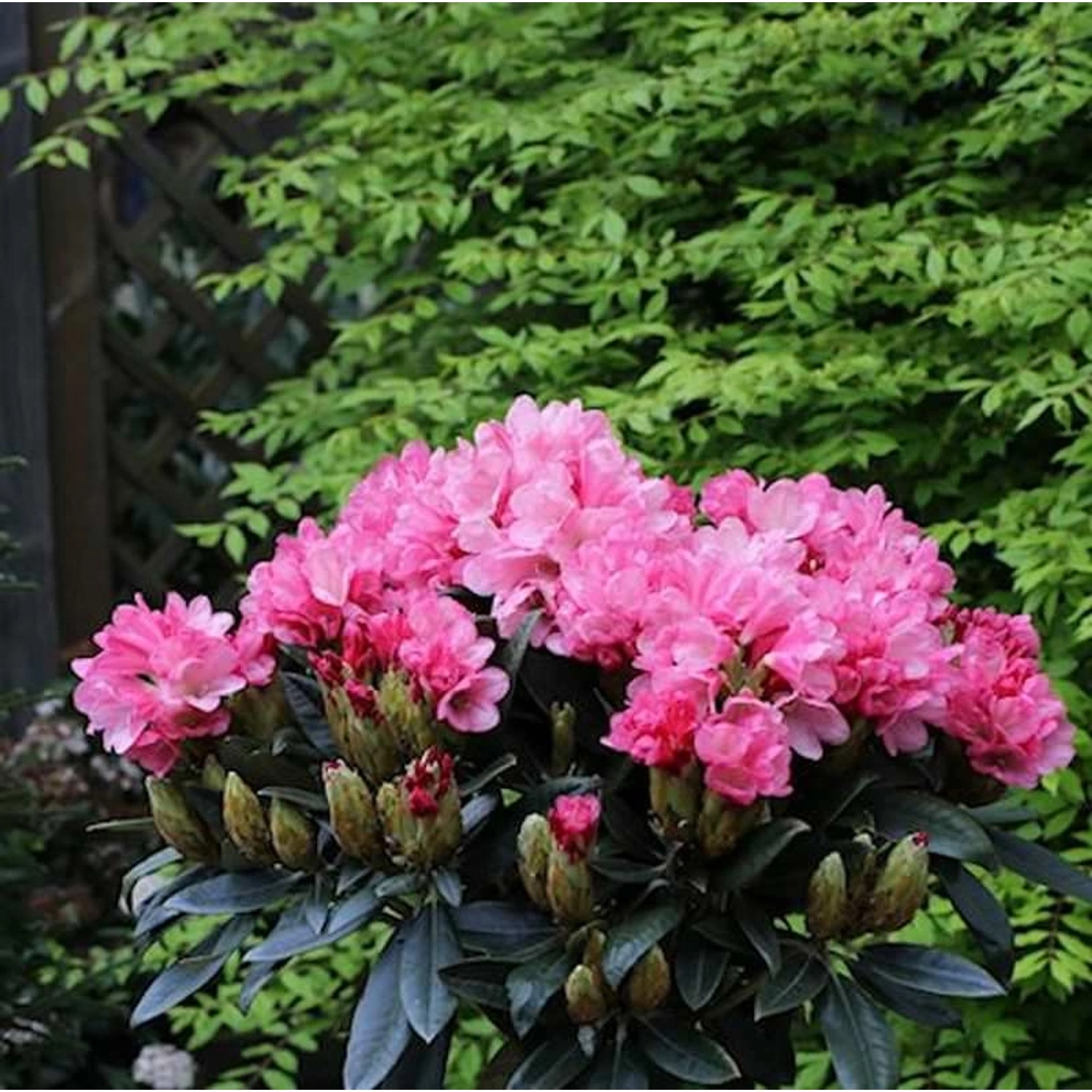 Hochstamm Rhododendron Clivia 60-80cm - Rhododendron williamsianum günstig online kaufen