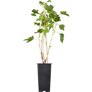 GROW by OBI Bio Johannisbeere Titania im Topf, ca. 20-30cm hoch.