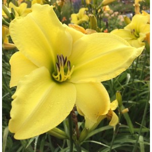 Nahaufnahme einer leuchtend gelben Taglilie 'Lemon Bells' im Garten.