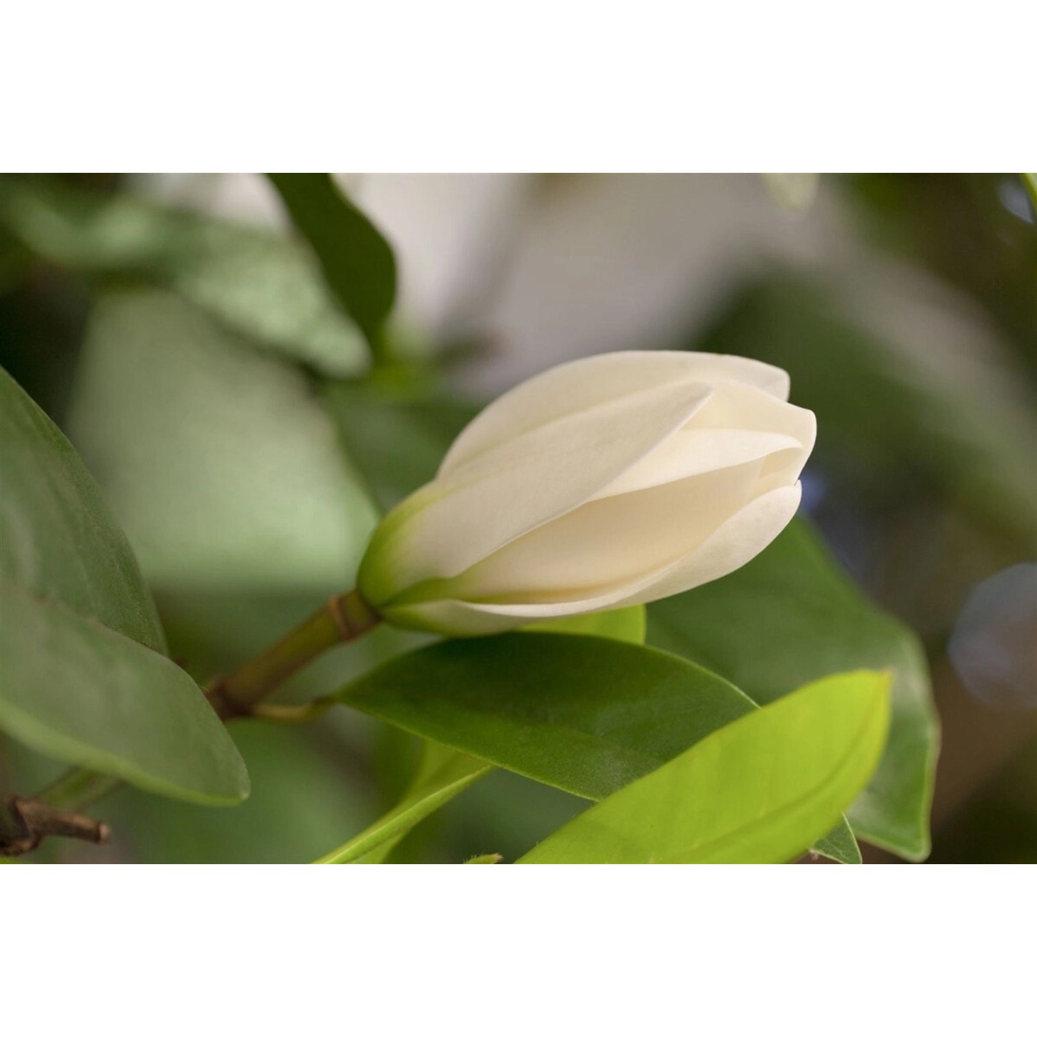 Magnolia 'Fairy Cream' Magnolie 60-80 cm günstig online kaufen