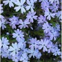 Blauer Teppich-Phlox (Phlox subulata) mit kleinen, hellblauen Blüten.