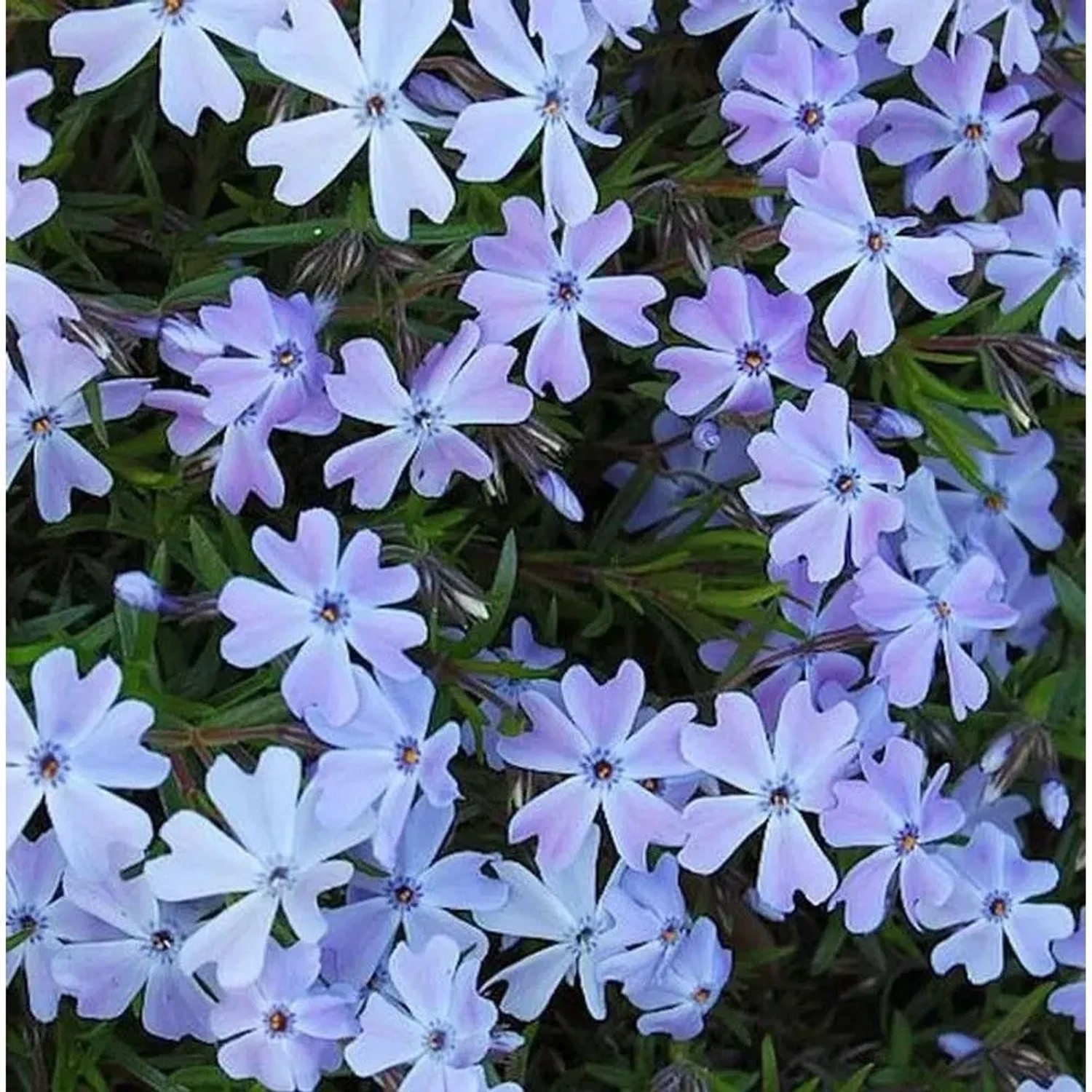Blauer Teppich-Phlox (Phlox subulata) mit kleinen, hellblauen Blüten.