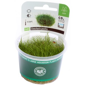 Dennerle Eleocharis Pusilla Aquariumpflanze im Topf, grüne Zwergnadelsimse für den Vordergrund.