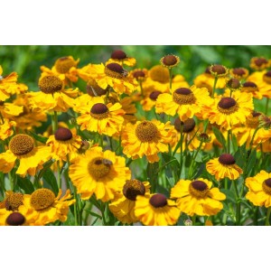 Gelbe Helenium Sonnenbraut (Helena) im 11x11 cm Topf, blühende Staude für sonnige Standorte.