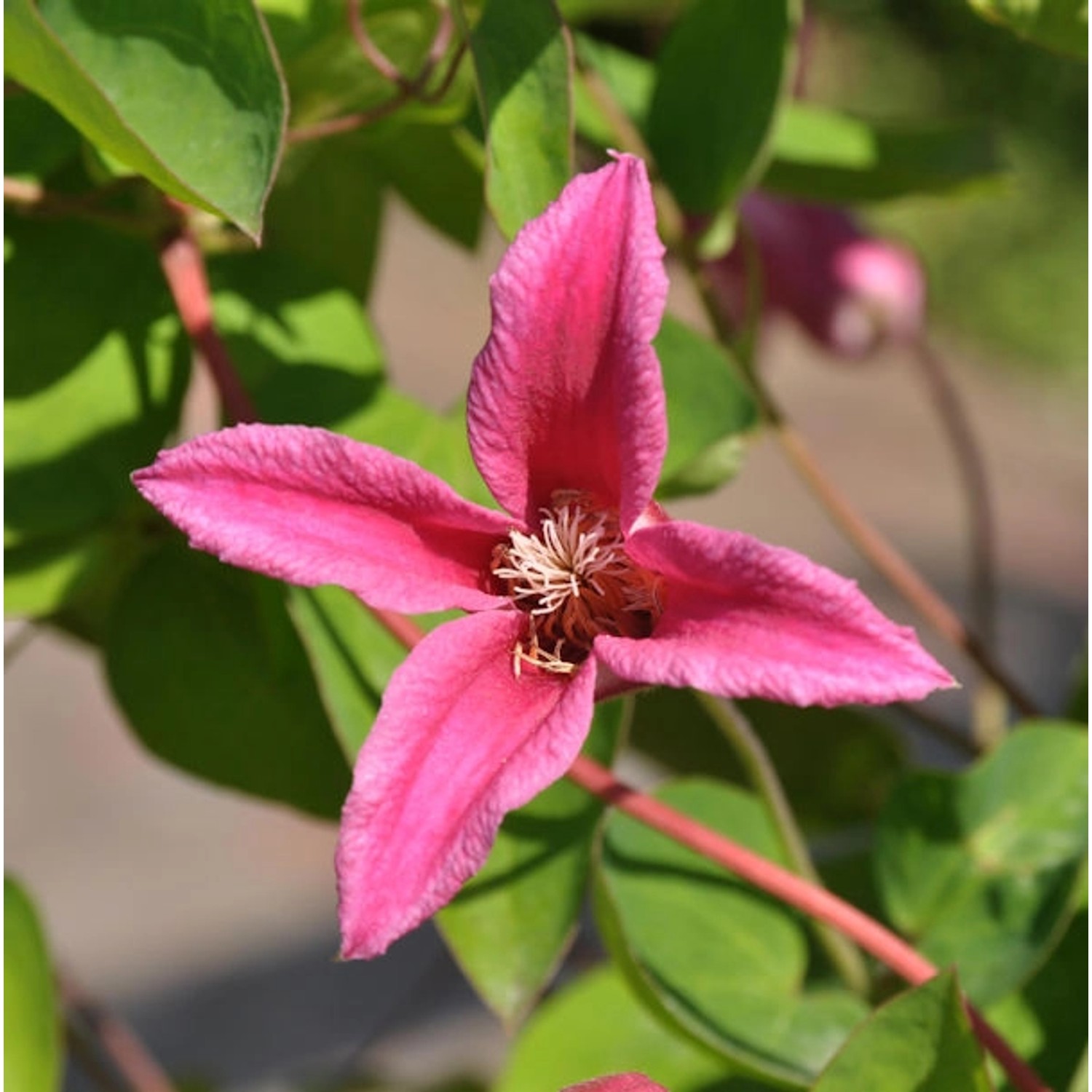 Englische Waldrebe Princess Diana 40-60cm - Clematis texensis günstig online kaufen