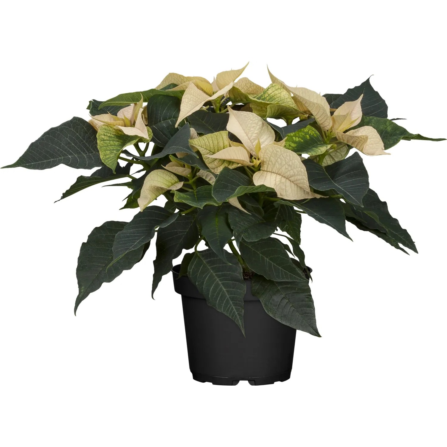 GROW by OBI Weihnachtsstern Wei bei OBI
