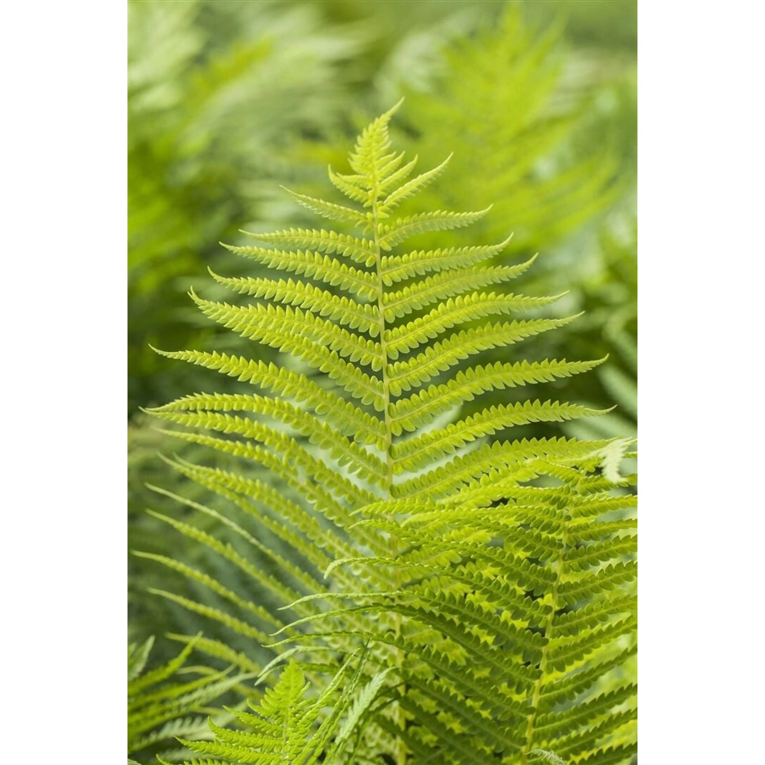 Polystichum Aculeatum Schildfarn Ca. 9x9 cm Topf günstig online kaufen