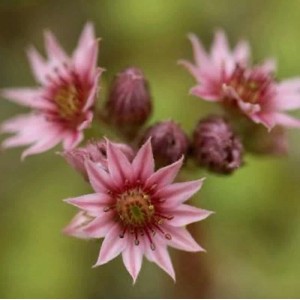Nahaufnahme der rosa blühenden Dachwurz Katopia (Sempervivum arachnoideum) Staude.