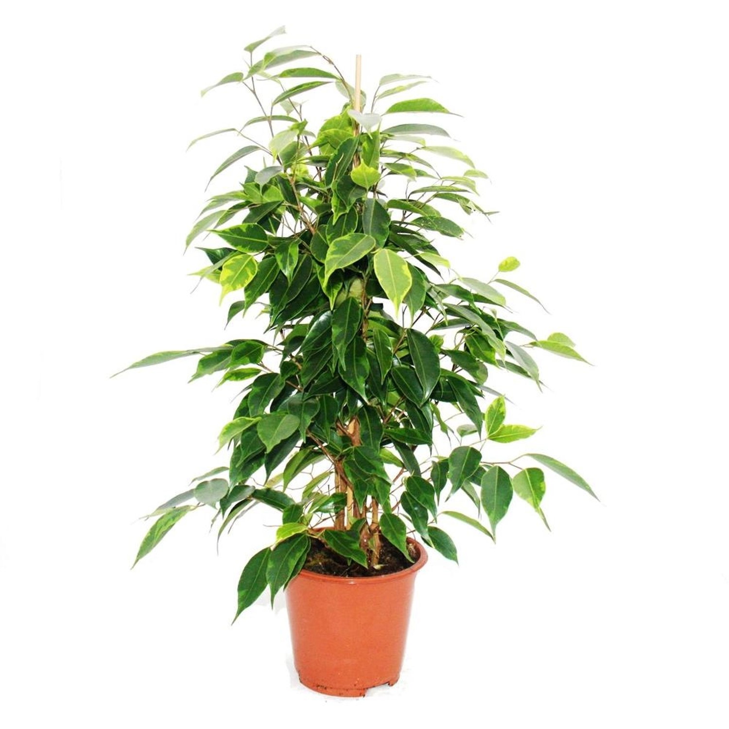 Exotenherz Ficus Benjamini Anastasia Birkenfeige 14cm