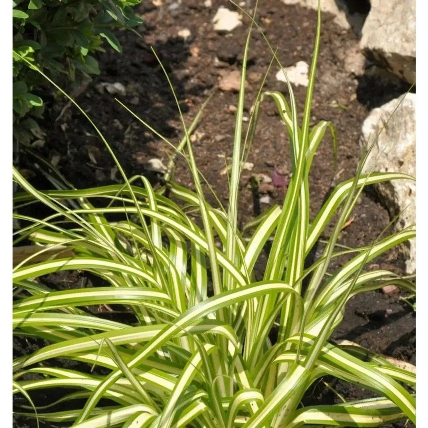 Oshima Segge Evergold - Carex oshimensis