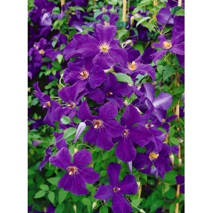 Detailaufnahme der violetten Clematis Viticella Polish Spirit Waldrebe mit grünen Blättern.