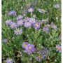 Blühende Sommeraster Rudolf Goethe (Aster amellus) im Garten, lila Blüten mit gelber Mitte.