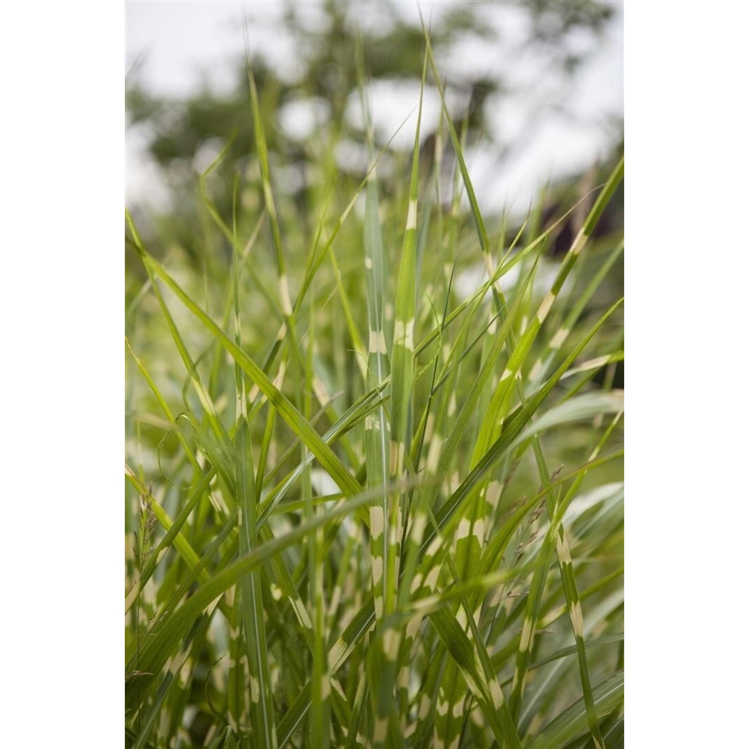 Miscanthus Sinensis Zebrinus Zebragras Ca. 11x11 cm Topf günstig online kaufen