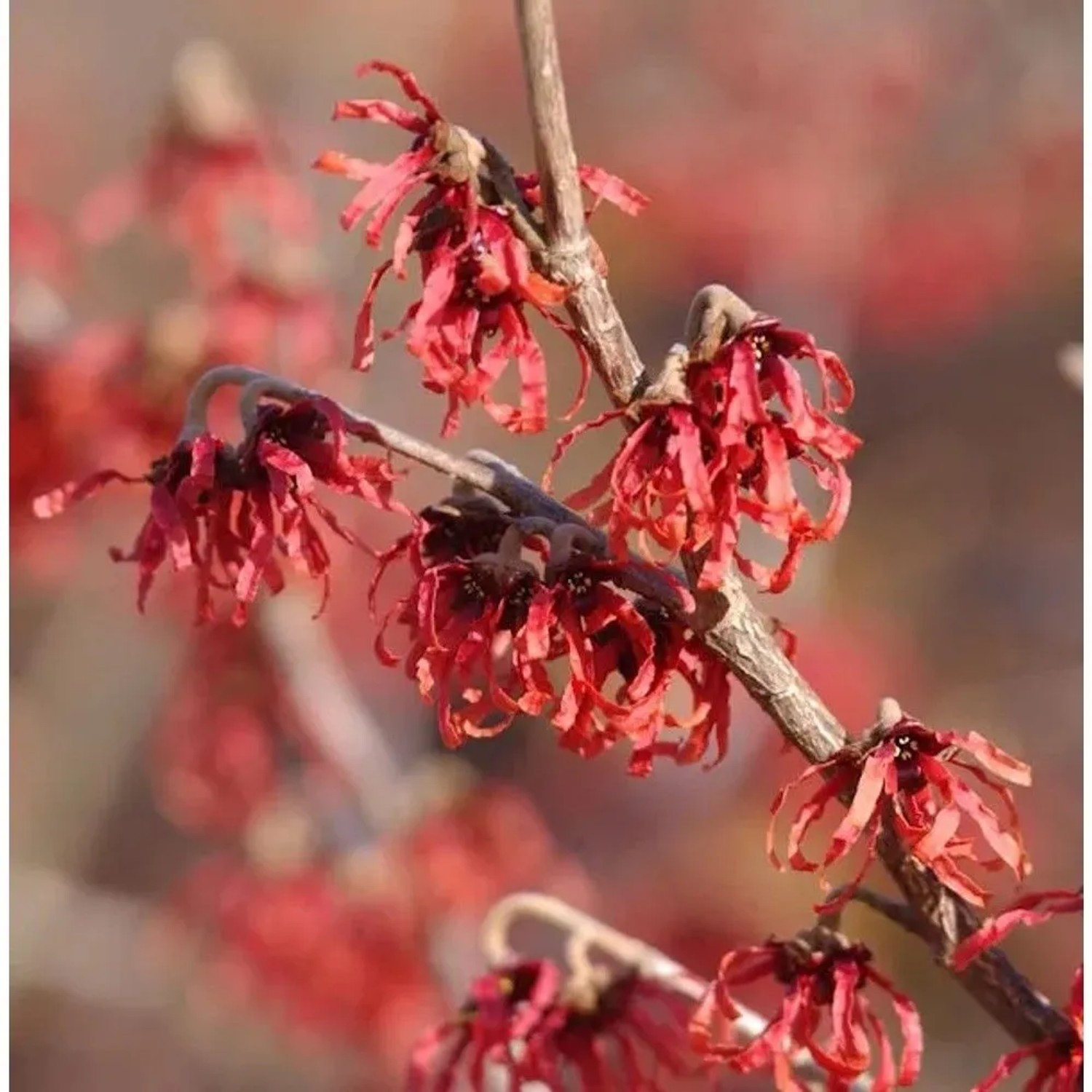 Zaubernuß Feuerzauber 30-40cm - Hamamelis intermedia