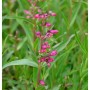 Bartfaden Midnight Staude mit pinkfarbenen Blüten und grünen Blättern.