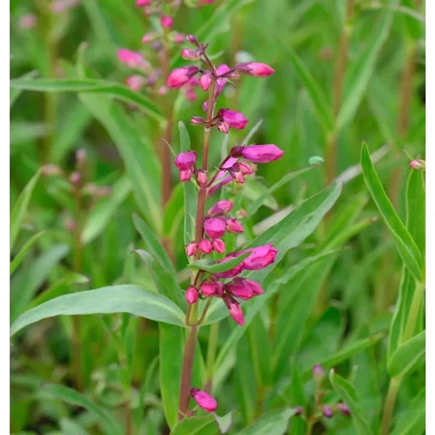 Bartfaden Midnight - Penstemon cultorum