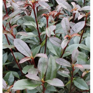Glanzmispel 'Devils Dream' (Photinia fraseri) mit roten Blättern, Nahaufnahme.