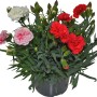 OBI Garten-Nelke Trio im Topf, ca. 13 cm, mit roten, rosa und weißen Blüten.