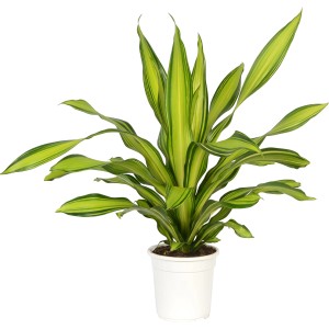 Burley Drachenbaum (Dracaena fragrans) im Topf, ca. 24 cm Ø, mit dekorativen, grün-gelb gestreiften Blättern.
