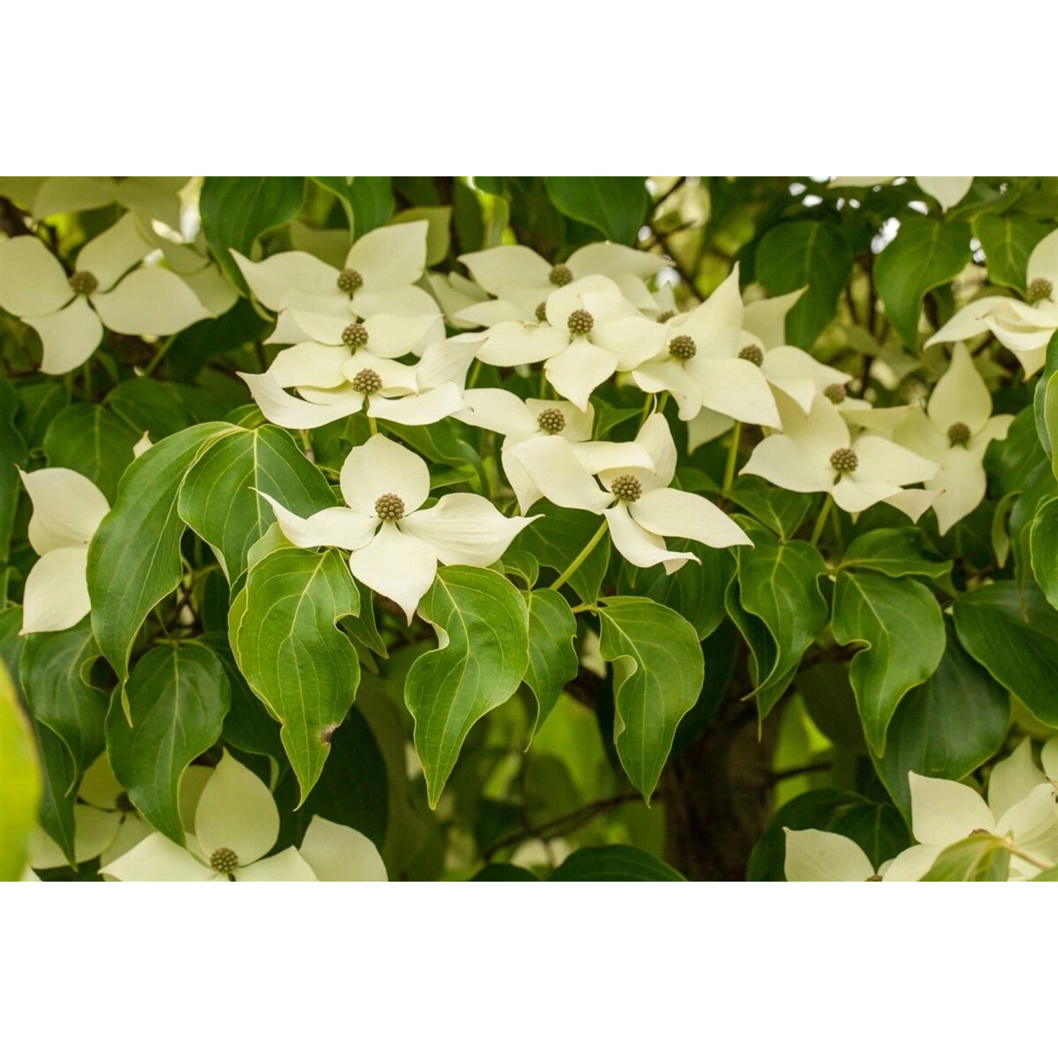 Chinesischer Blumen-Hartriegel Claudia mit weißen Blüten und grünen Blättern.