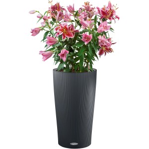 Lechuza Cilindro Color Pflanzgefäß, Ø 23 cm, schiefergrau, mit rosa Lilien bepflanzt.