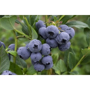 Nahaufnahme: Blaue Heidelbeeren (Vaccinium Corymbosum Reka) am Strauch mit grünen Blättern.