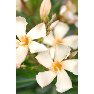 Nahaufnahme von weißen Oleanderblüten (Nerium oleander) mit gelber Mitte. Blühende Kübelpflanze.