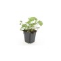 Bodendecker Storchschnabel 'Cambridge' im 9cm Topf.