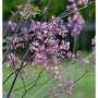 Detailaufnahme der Prächtigen Wiesenraute Elin (Thalictrum rochebrunianum) mit zarten, lila Blüten.
