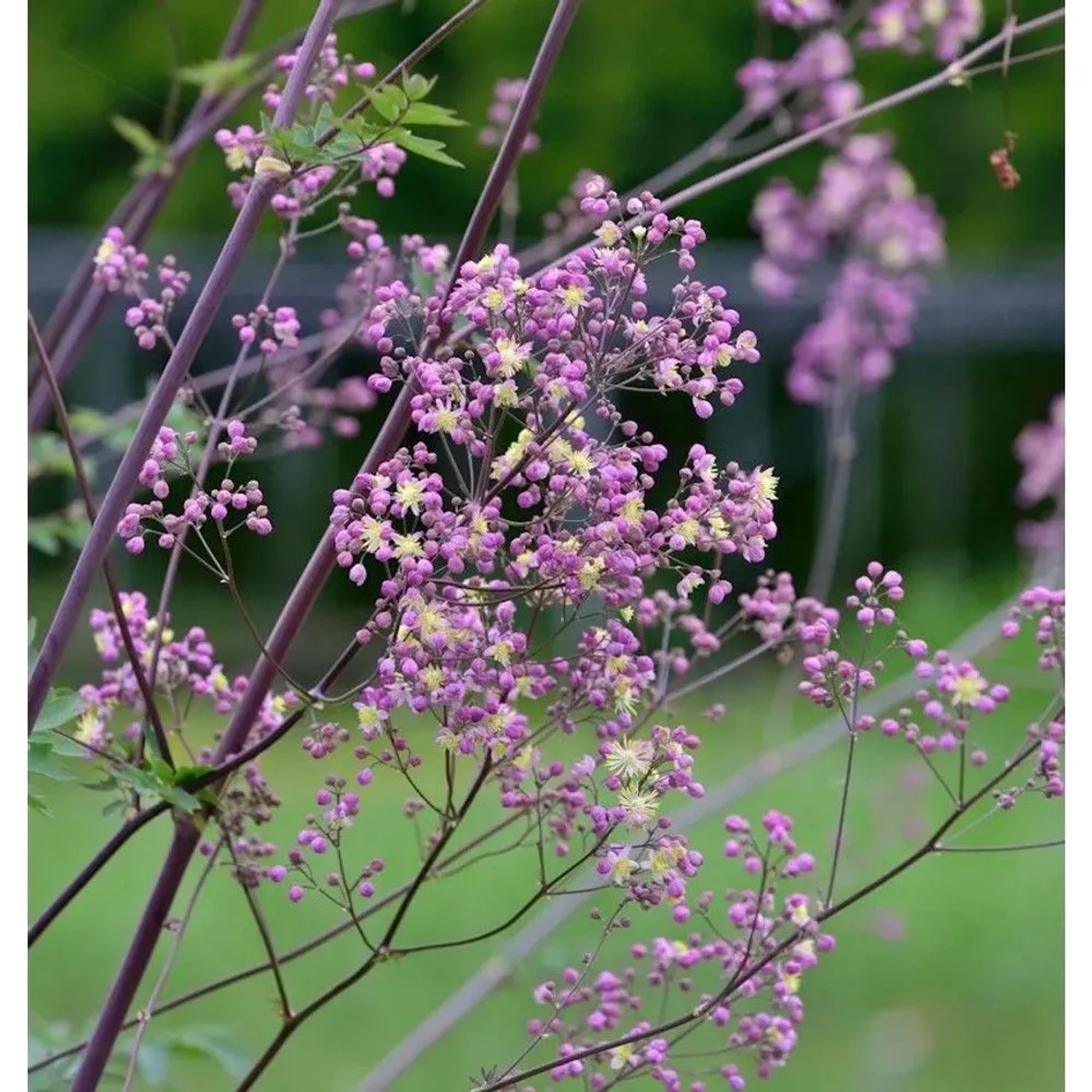 Prächtige Wiesenraute Elin - Thalictrum rochebrunianum