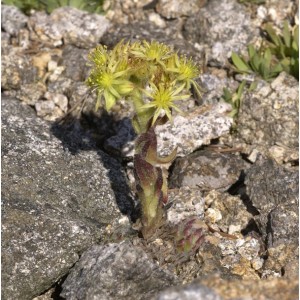 Spinnweb Hauswurz 'Boris' (Sempervivum ciliosum) mit gelben Blüten zwischen Steinen.