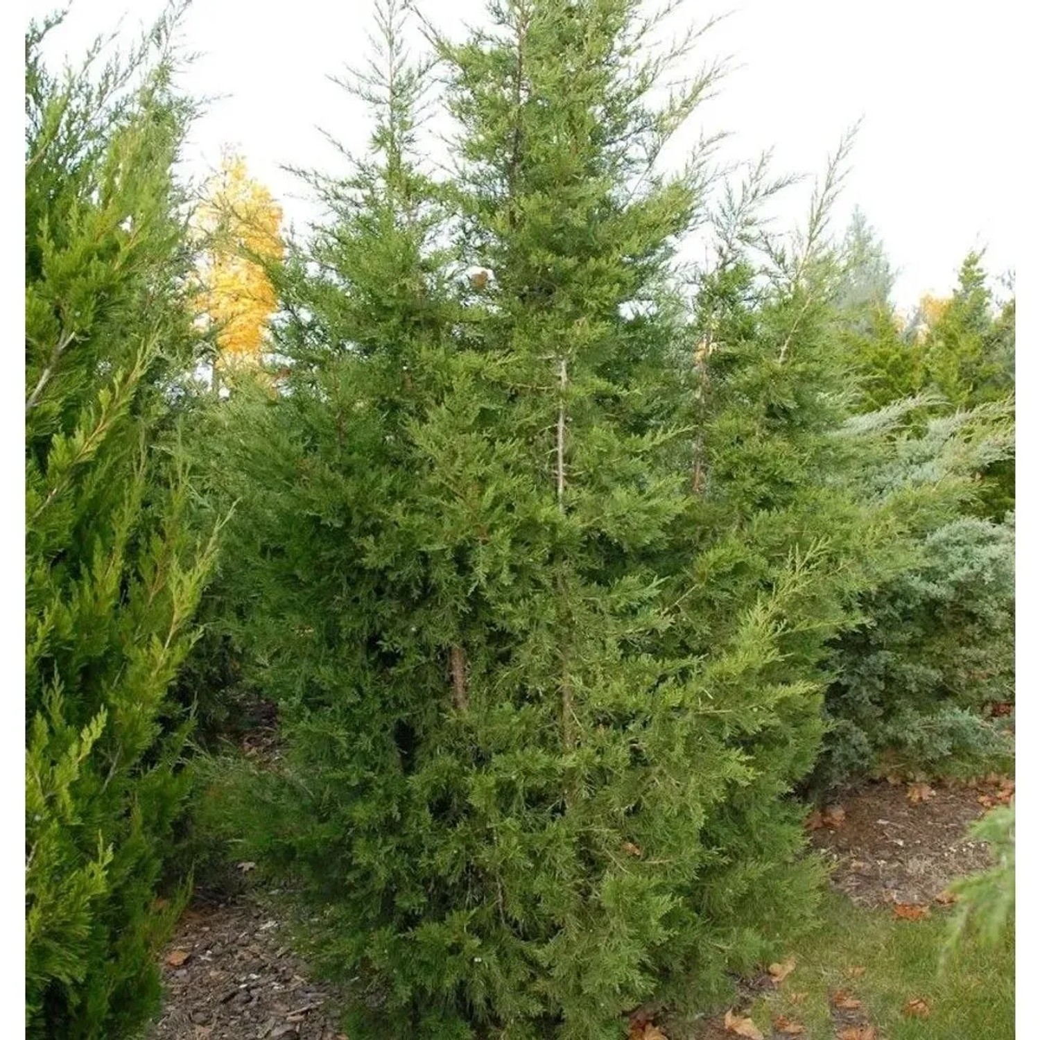 Blaureif Wacholder 50-60cm - Juniperus virginiana