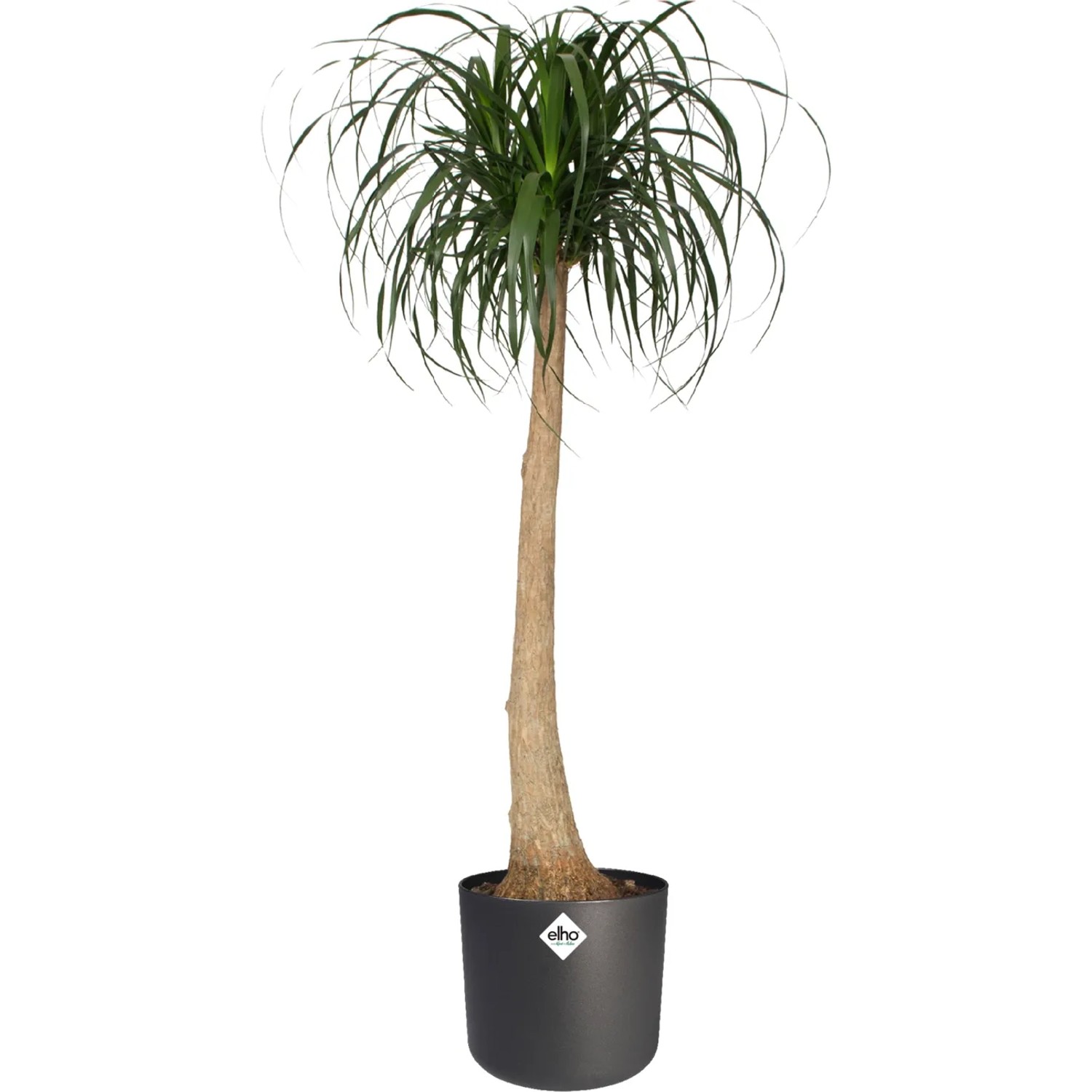 Anthrazitfarbener, runder Elho Blumentopf (Ø 16 cm) mit Elefantenfuß-Pflanze im Innenbereich.