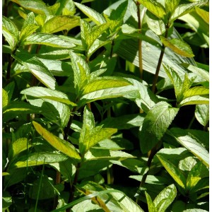 Frische, grüne Minze (Mentha spicata) im Detail. Ideal für Kräutergärten.