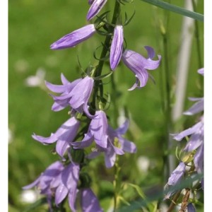 Nahaufnahme der lila Blüten einer Nesselglockenblume (Campanula trachelium).