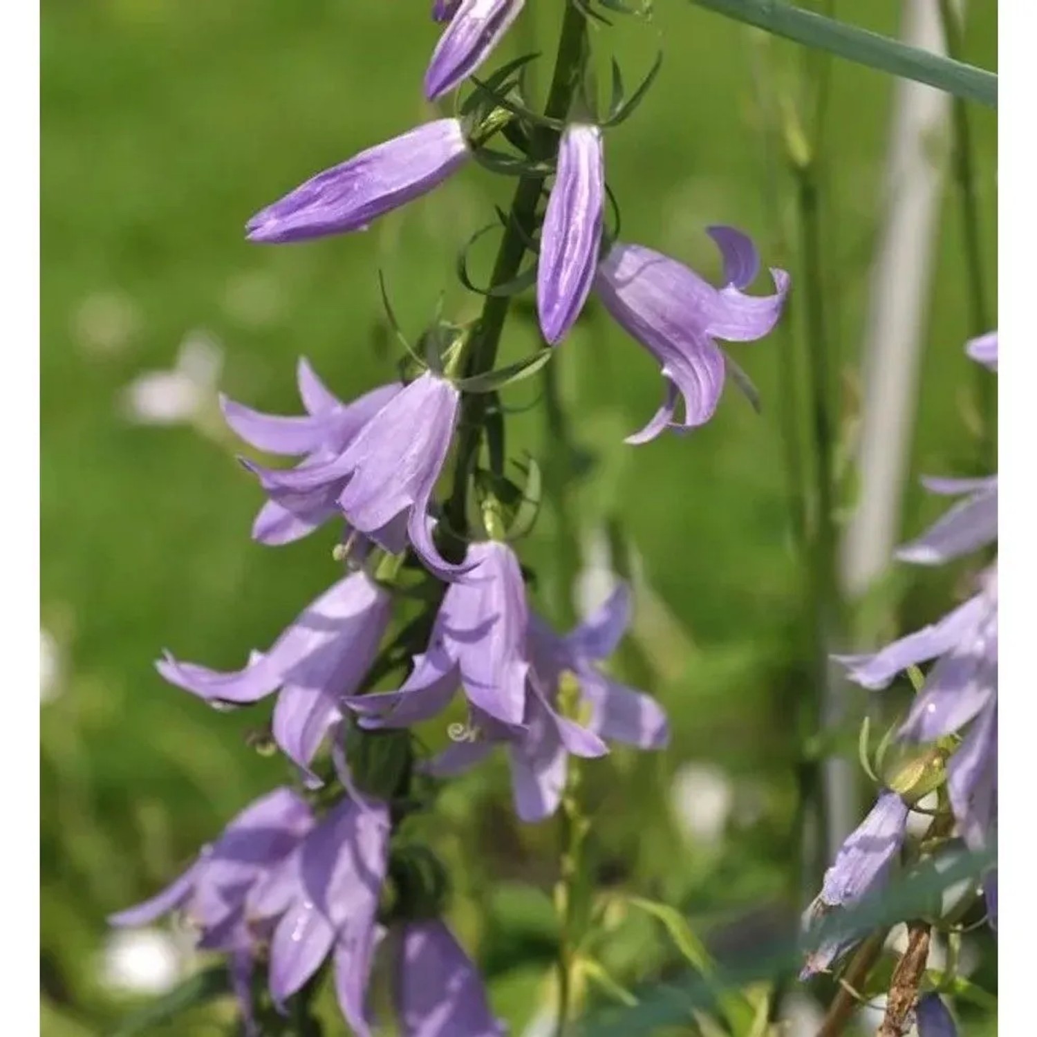 Nesselglockenblume - Campanula trachelium
