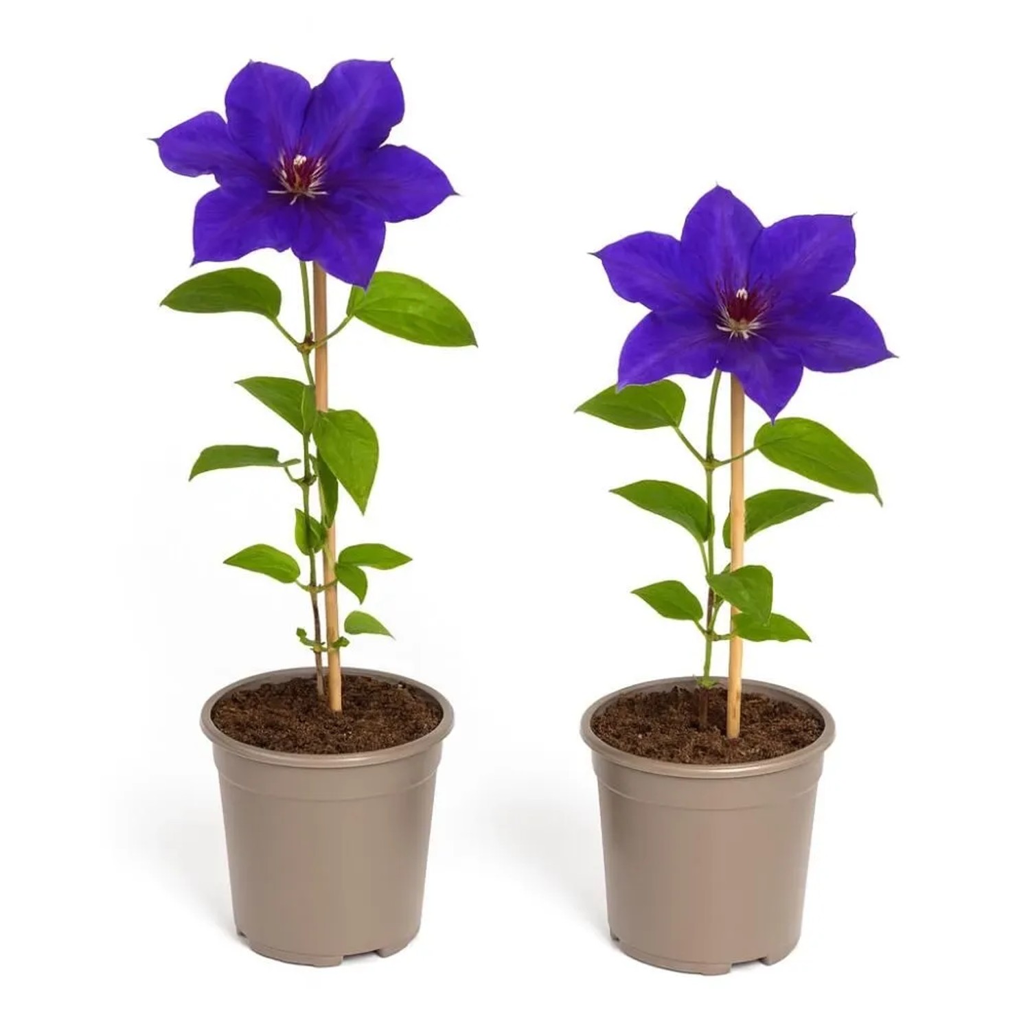 Exotenherz Kletterpflanzen Clematis The President 2er Set 11cm Topf günstig online kaufen
