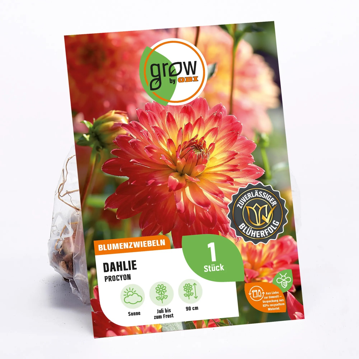 GROW by OBI Dahlie Procyon, gelb-rote Blüte, Höhe ca. 90cm.