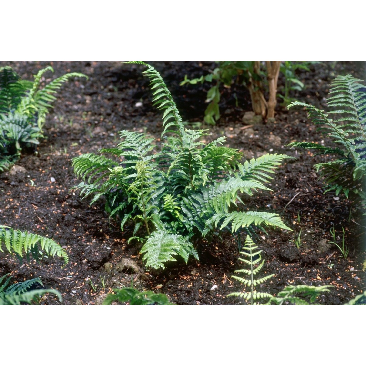 Dryopteris Affinis Crispa Goldschuppenfarn Ca. 9x9 cm Topf günstig online kaufen