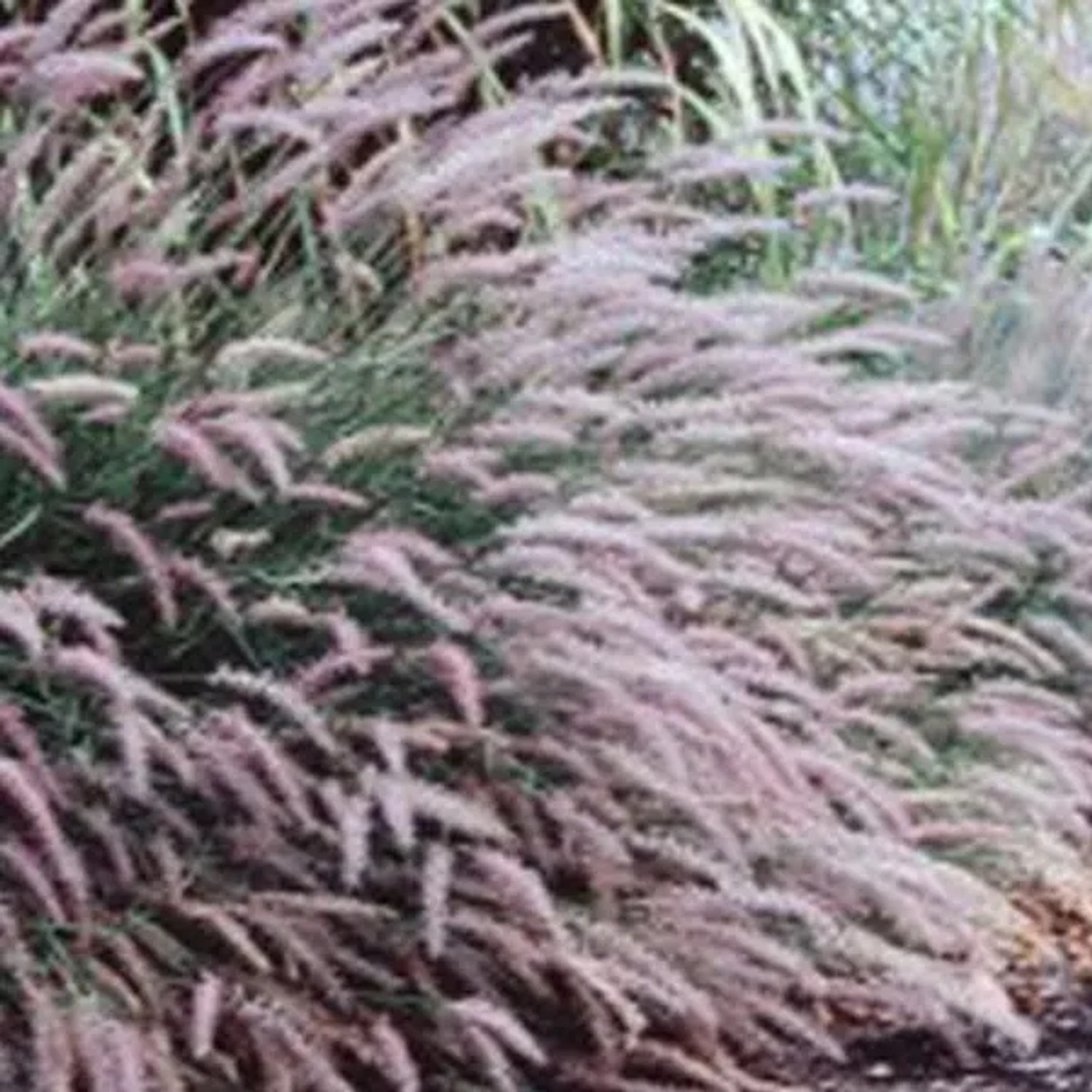 6x Lampenputzergras Pennisetum viridescens Topf 9 cm Ziergras